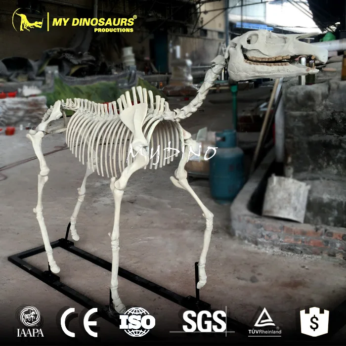 horse skeleton2.jpg