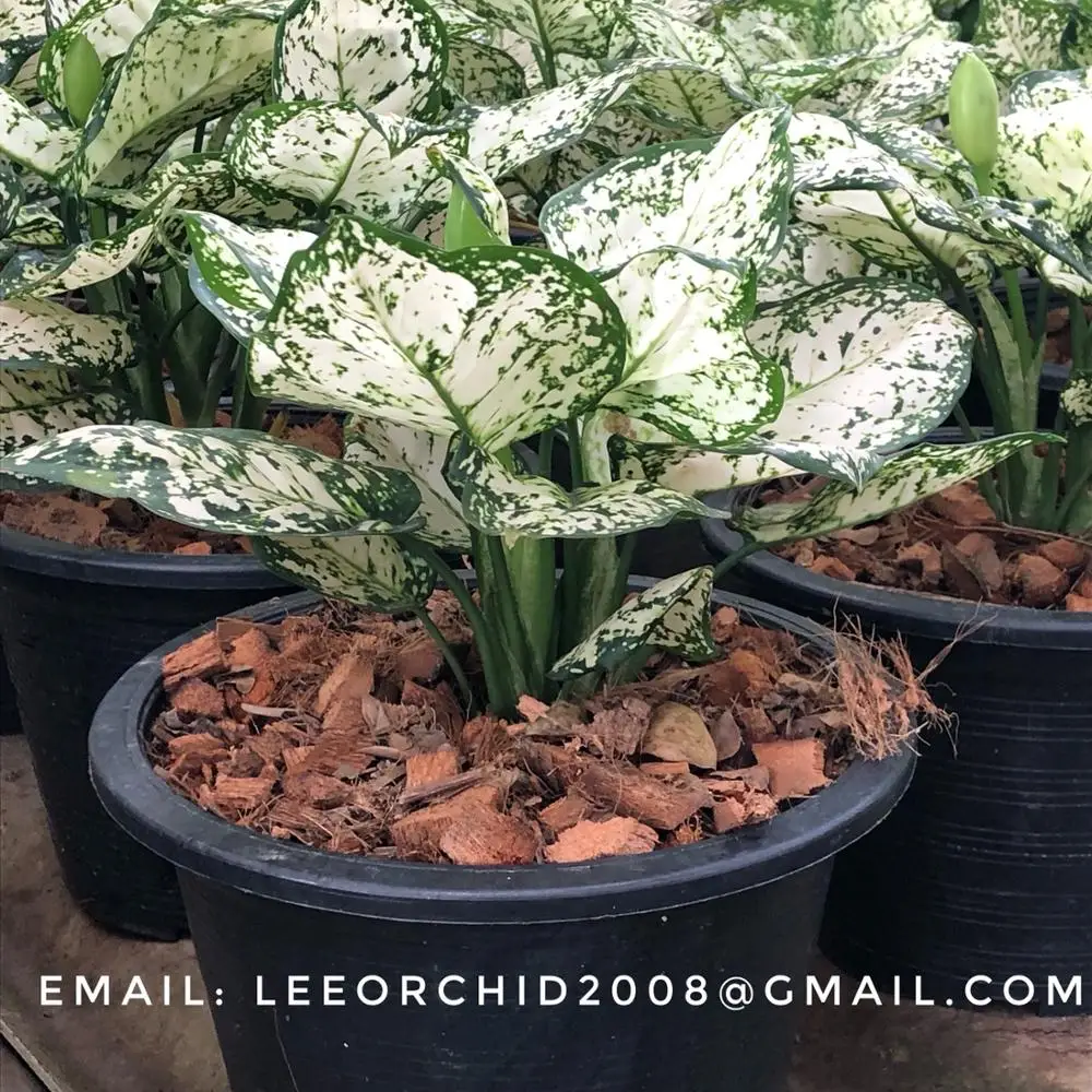 
Wholesale Aglaonema Pot Plant in Thailand Best Price Try us!! 