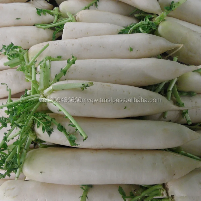 Natural Fresh White Radish Export Quality Buy White Radish Seed,Radish Extract,Red Radish Seed