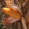 /product-detail/yellow-corn-maize-for-animal-feed-yellow-corn-for-poultry-feed-50044736499.html