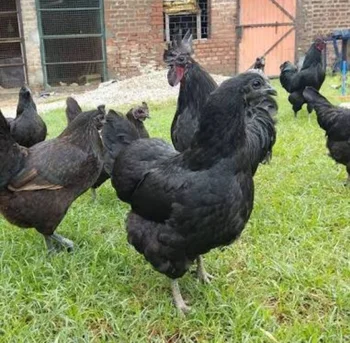 Kadaknath Chicken Now In Hyderabad The New Indian Express