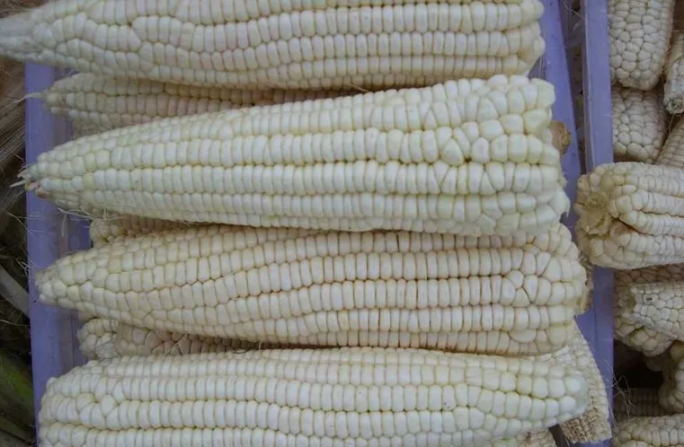 White Zea mays  Corn.jpg