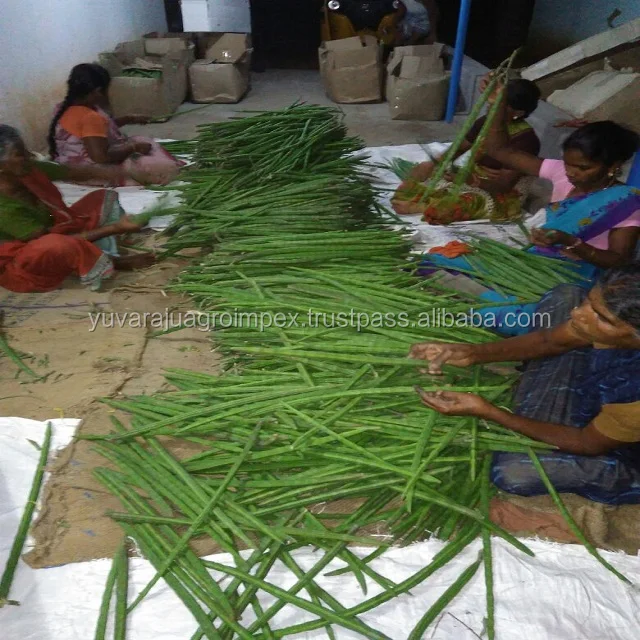Fresh Vegetables Drumstick Exporter In India To Uk/usa/uae/malaysia