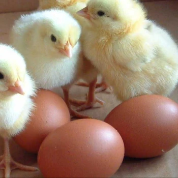 Broiler Hatching Eggs Cobb 500 And Ross 308 Chicken Ross Broiler Chicken Eggs For Sale Buy Fertile Chicken Hatching Eggs Product On Alibabacom