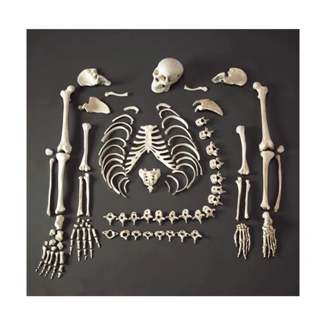 Life-Size-Skeleton3.jpg