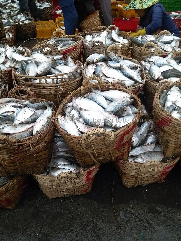 frozen hilsa fish dotted gizzard shad fish sardine - whatsapp