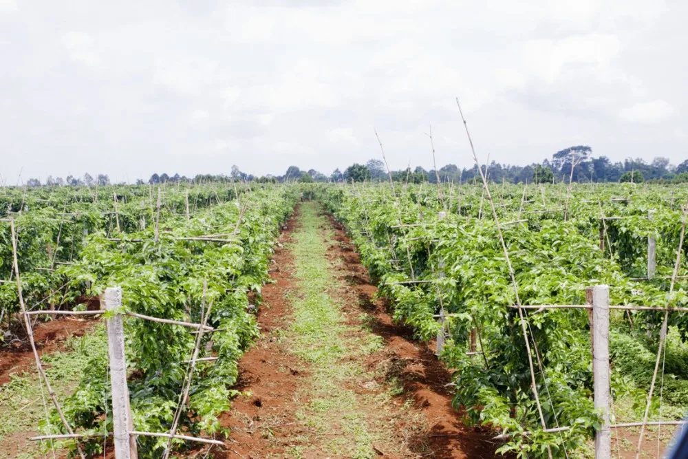Vietnam Natural Frozen Passion Fruit Whole / Half Frozen Passion Fruit