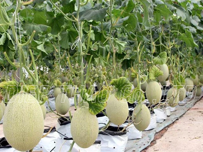 Fresh Hami Melons/ Fresh Cantaloup/ Seed Melon Organic_ High Quality ...