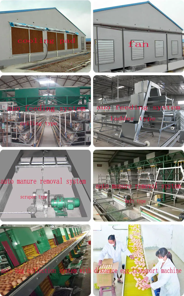 Hot Supply Hens Laying Cage Wholesale Price Chicken Layer Cage Automatic Egg Collecting Machine For Poultry