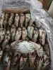 Export Quality Frozen - Fresh - Live Blue Swimming Crab