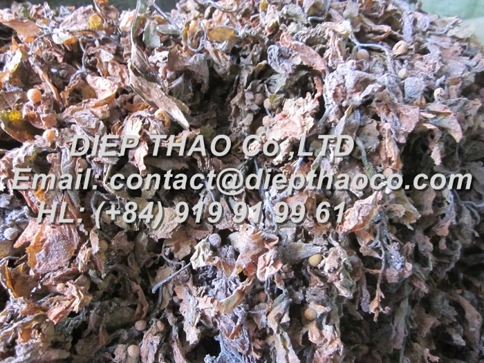 seaweed-sargassum.jpg