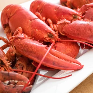 high quality frozen slipper lobster for sale
