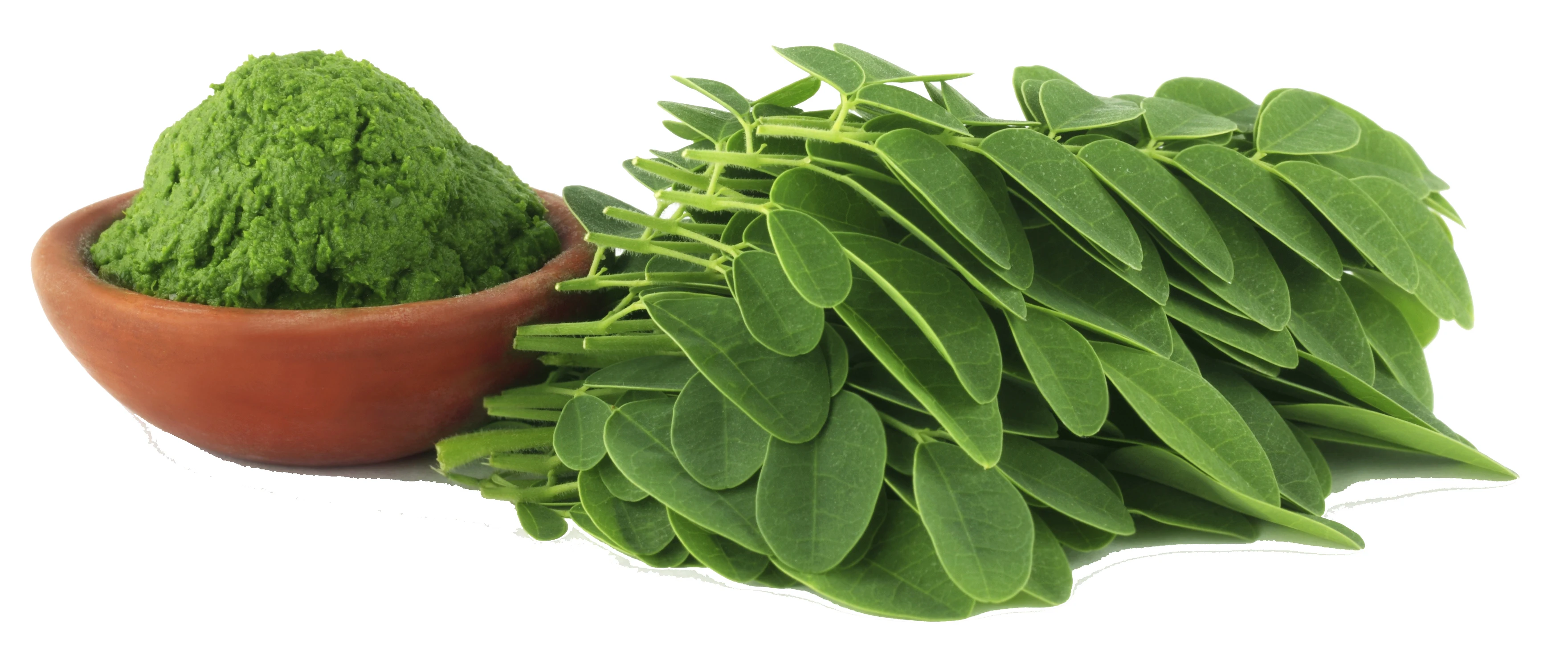 best quality ceylon premium moringa leaf powder from sri lanka