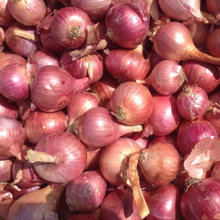 Fresh Nashik Onion For Malaysia 25mm To 60mm Premium Quality Nonpeeled