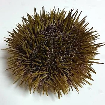 
Sea urchin 