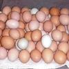 Fresh Farm Chicken Table Eggs/Fresh Chicken wholesale