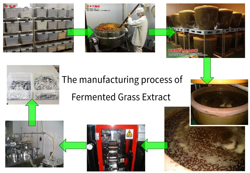 Japanese Fermented Plant Extract Powder ( Enzyme ) For