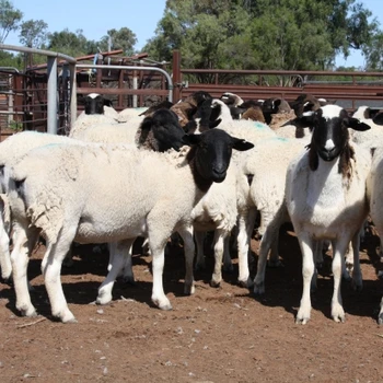 Healthy Livestock Live Animals Buy Sheep And Lambs