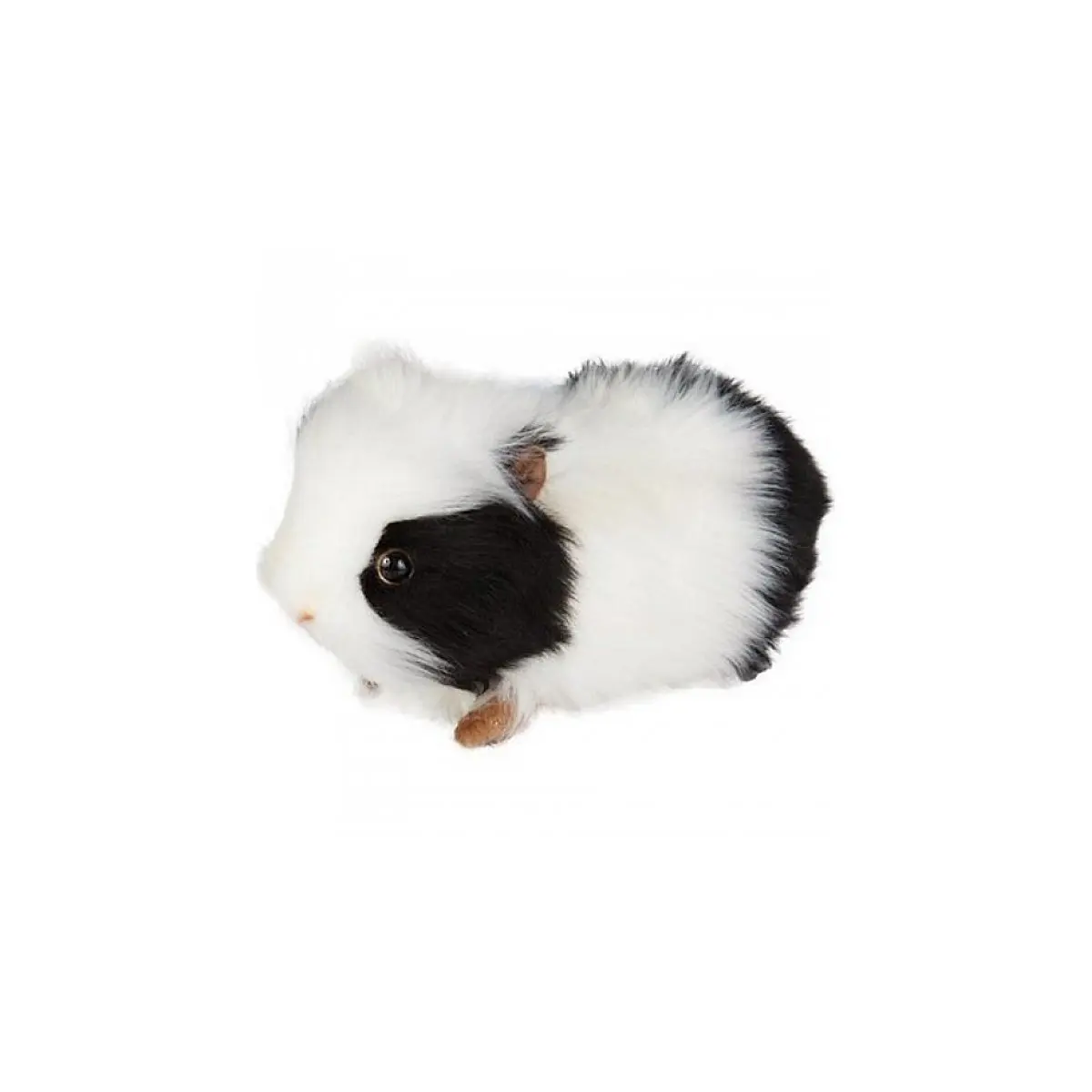 hansa guinea pig