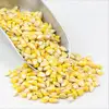 Yellow Corn/Maize for Animal Feed / YELLOW CORN FOR POULTRY FEED