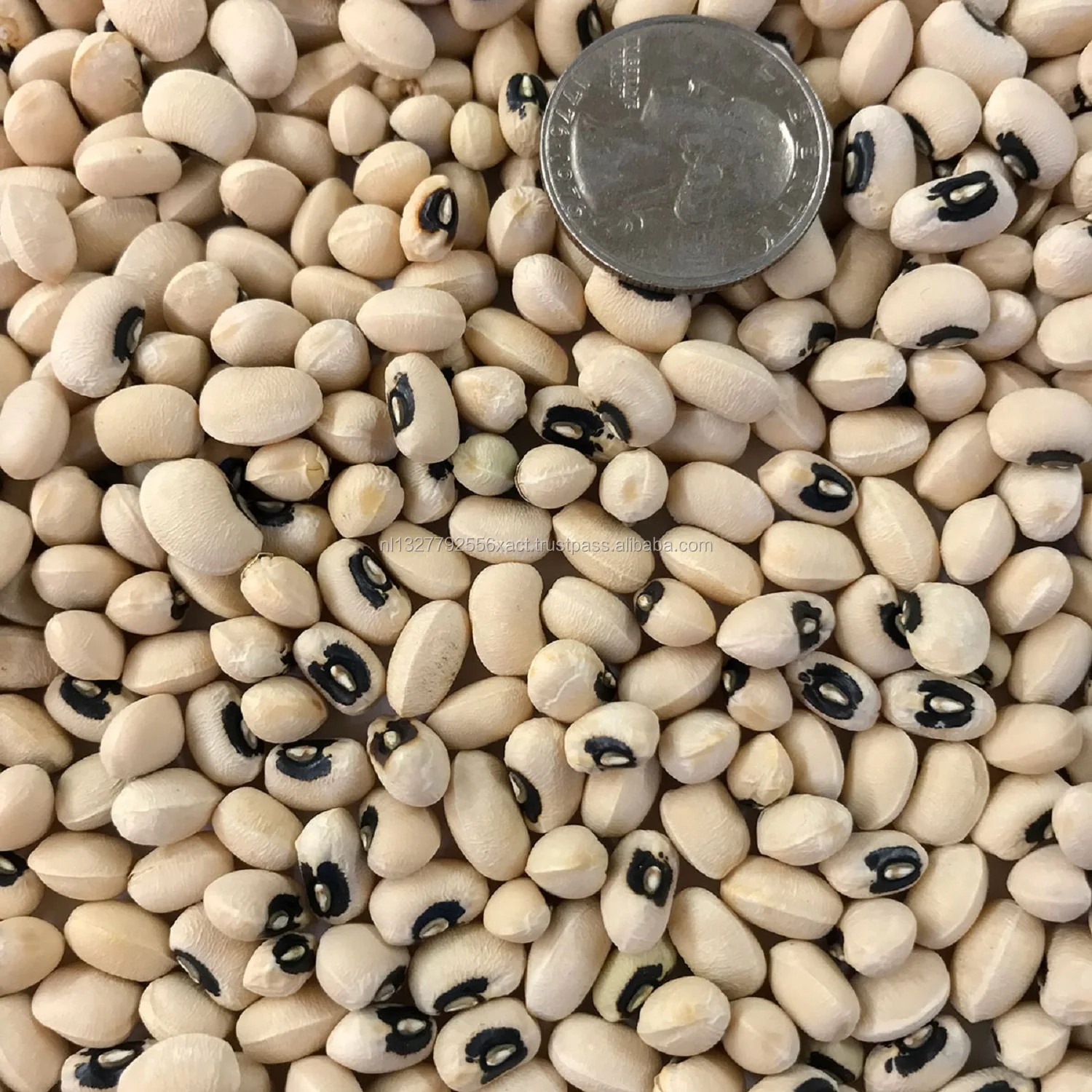 Heirloom Seeds Beans