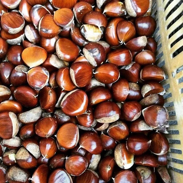 Chestnut For Sale/chestnut Buyers In/buy Chestnut Buy Canned Water