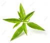 VERBENA HERB/BAND/LEAVES/ PLANTS- COMPETITIVE PRICE