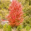 Autumn Blaze maples Potted Trees