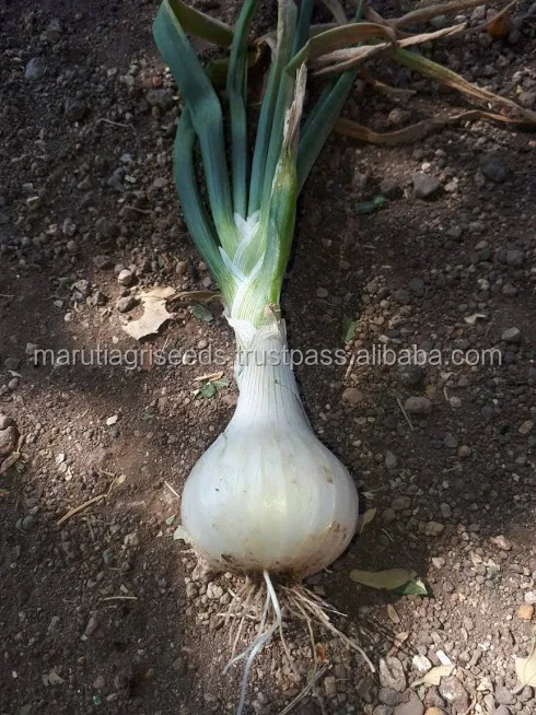 white onion seed f1.jpg