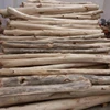 High Quality Cultivated Oud Logs Malaysia Made