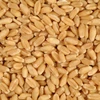 WHEAT GRAIN MILLING BULK BLACK SEA