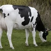 /product-detail/heifers-holstein-pregnant-cattle-livestock-for-sale-62000511373.html