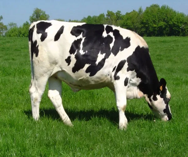 Pregnant-Holstein-Heifers.jpg