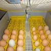 /product-detail/fresh-brown-chicken-eggs-ukraine-chicken-eggs-fresh-brown-eggs-50039823879.html