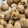 Walnuts ,Original raw walnut kernel snack nut specialty pecan kernel