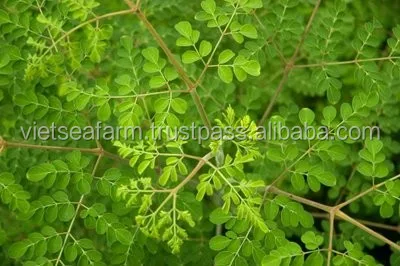 Harga Kompetitif Daun Moringa Untuk Ekspor Buy Daun Kelor Daun Kelor Daun Kelor Kering Dan Segar Product On Alibaba Com