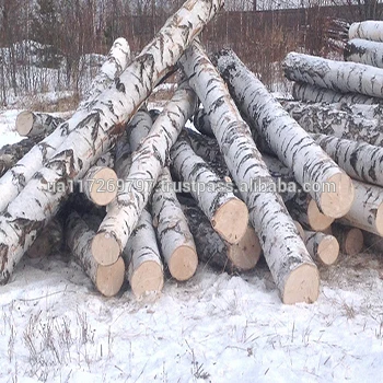 Birch Logs Baltic Birch Logs Ukraine Birch Logs Buy White Birch