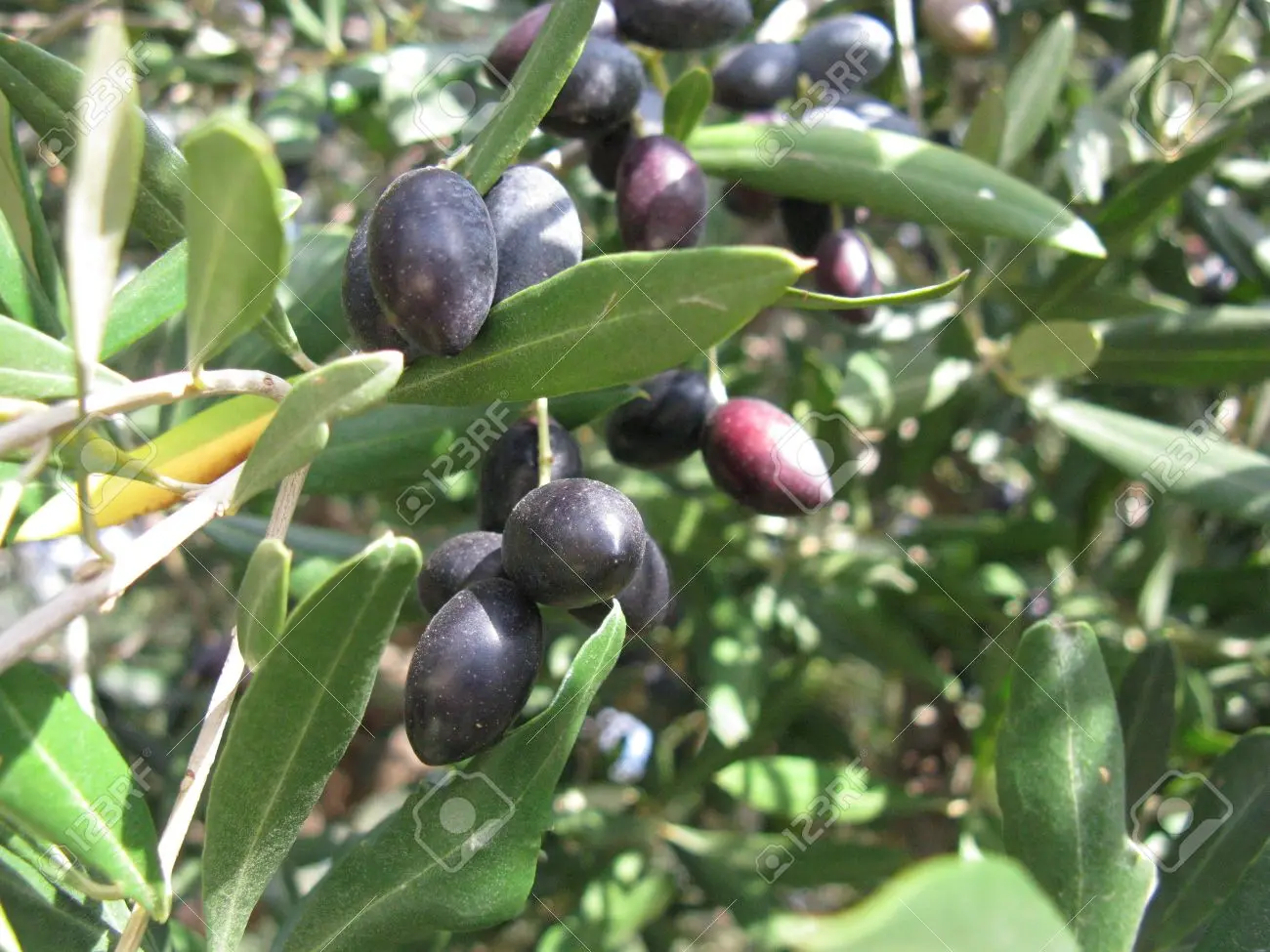 Best And Good Quality Fresh Olives For Sale Buy Fresh Green Olives