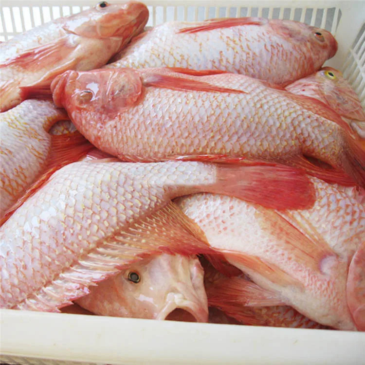 Đ&ocirc;ng lạnh Nu&ocirc;i Trồng Thủy Sản Thực Phẩm M&agrave;u Đỏ C&aacute; R&ocirc; Phi Gi&aacute; B&aacute;n Bu&ocirc;n