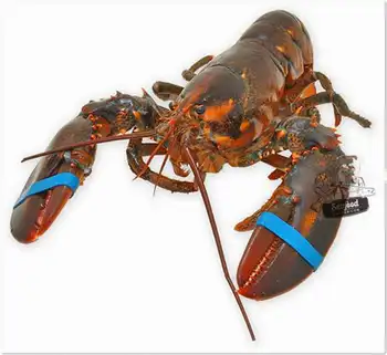 live slipper lobster for sale
