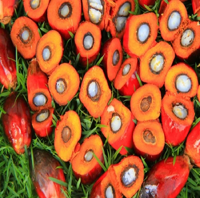 palm nuts /nuts/walnut/almond oil press