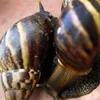 Frozen Top Shell - Live Top Shell (Baigai),Live Giant African Snails.