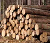 Red pine logs 30-60cm & 6 meter length wood logs