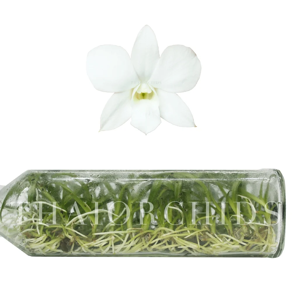 White Dendrobium Orchid Seedling From Thailand High Quality Plants