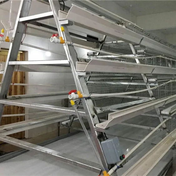 在中国的鸡笼为日老层鸡