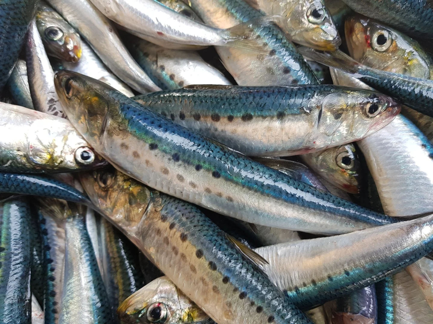 sardine (2).jpg