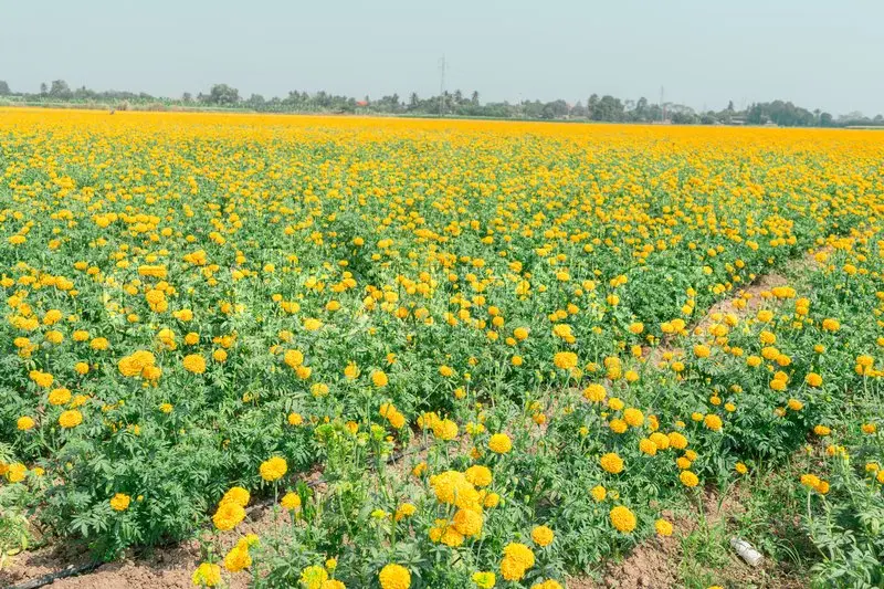 Fresh Yellow Marigold Cut Flower Exporters In India Buy Fresh Cut Marigold Flowers,Marigold