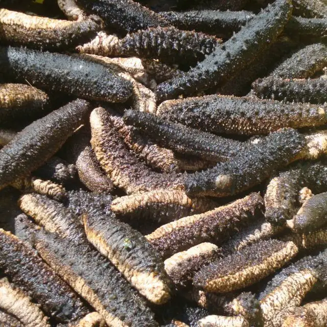 healthy dried wild sea cucumber