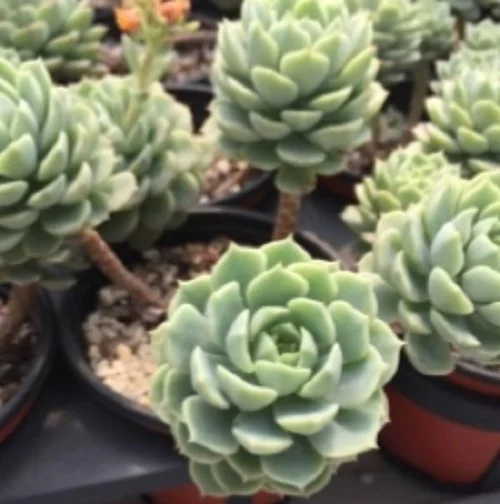 Indah Lambat Tumbuh Echeveria Macadamia Succulents Oleh Joinflower Joinfolia Buy Succulent Pot Tanaman Succulent Tanaman Tropis Berbunga Tanaman Sukulen Product On Alibaba Com