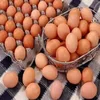 Best Quality Organic Fresh Chicken Table Eggs available